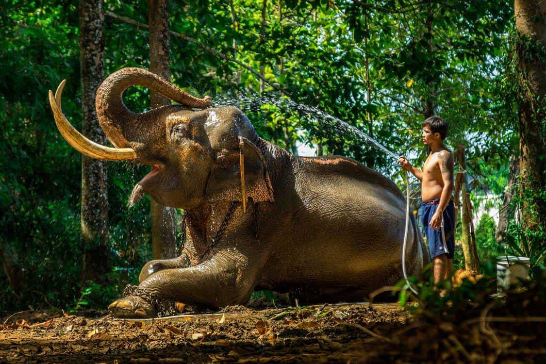 Spend the day with an Asian Icon at the Elephant Nature Park